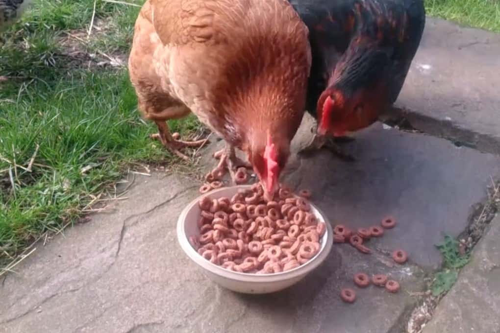 can chickens have cheerios