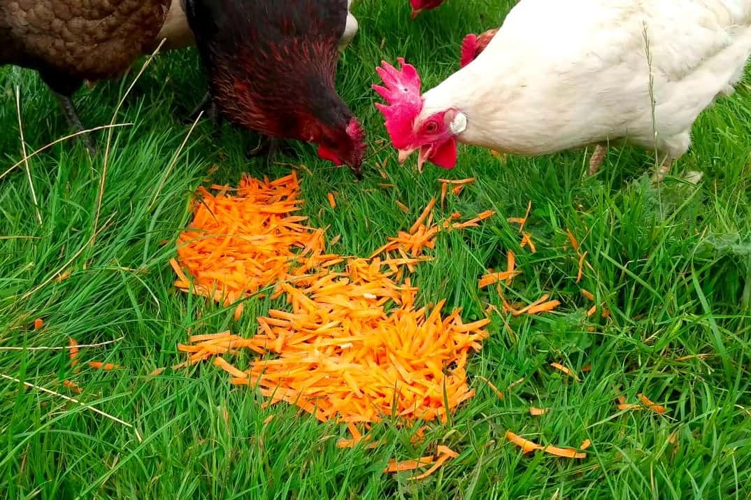 chicken eat Carrots