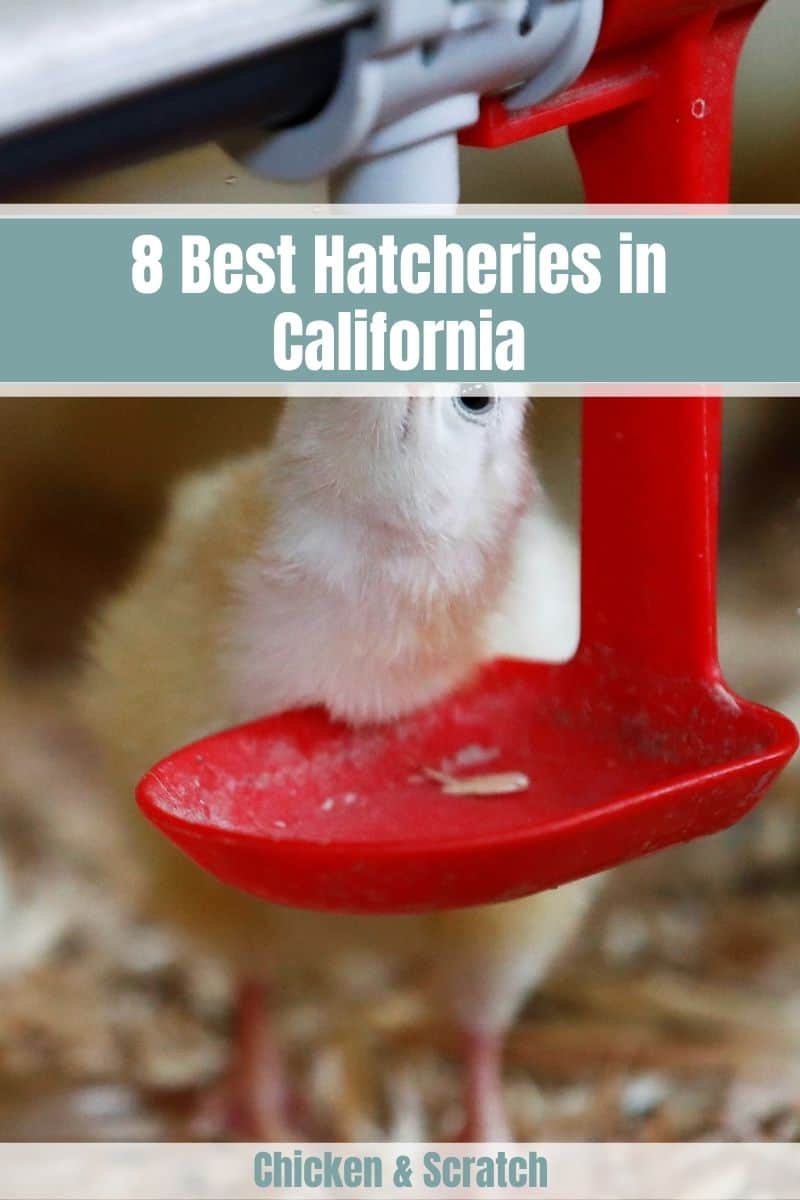 chicken hatcheries california