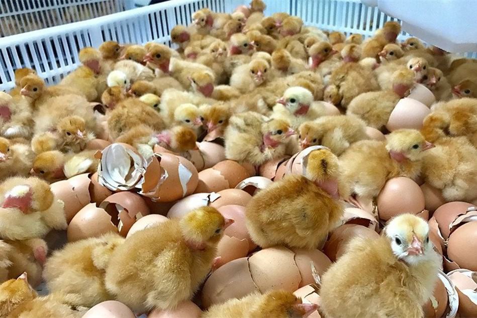 chicken hatcheries in louisiana