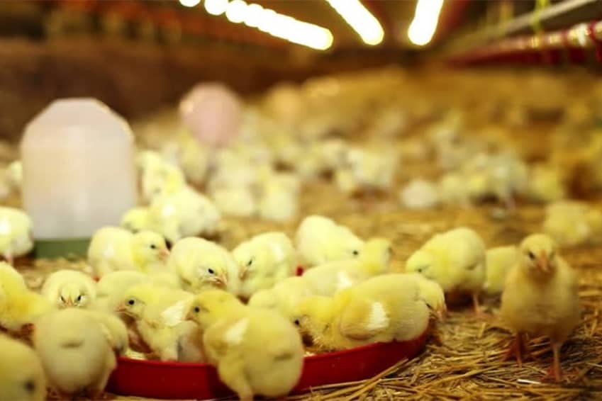 chicken hatchery in arkansas