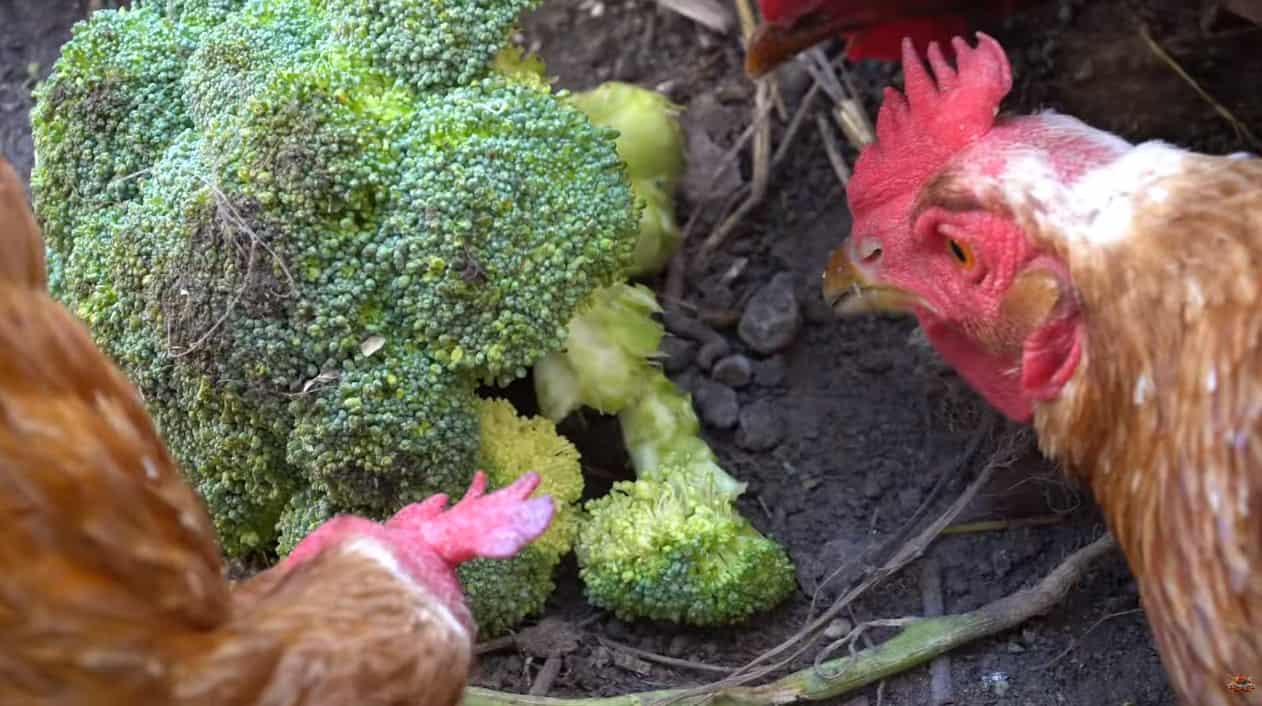 chickens eat broccoli