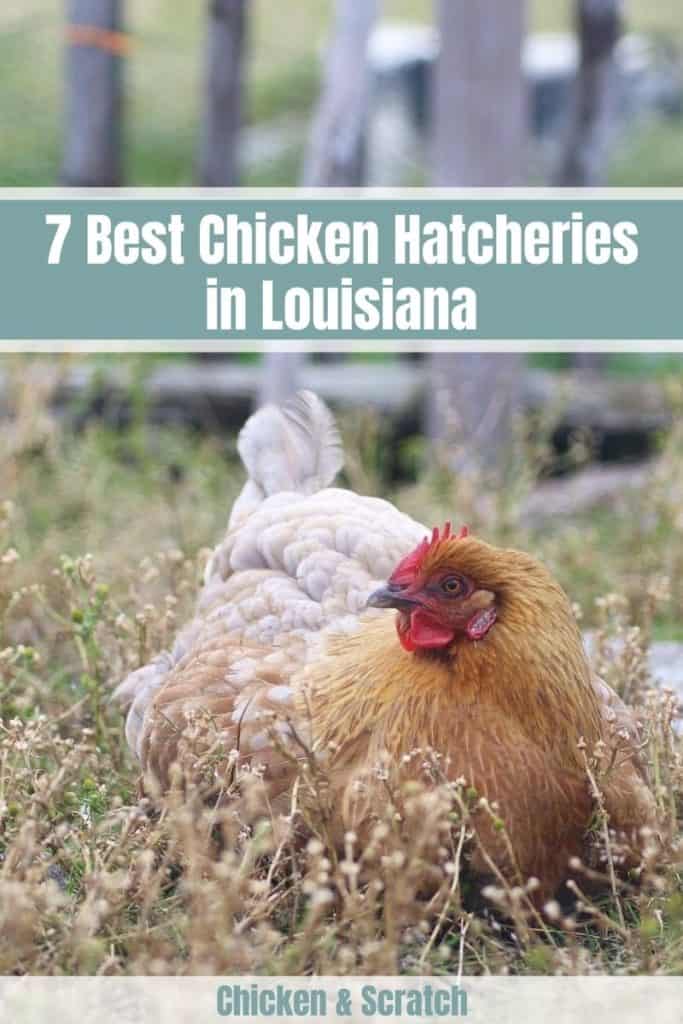 7 Best Chicken Hatcheries in Louisiana [2024 Updated]