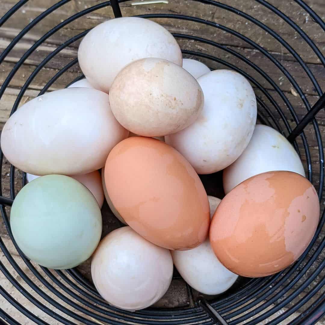 icelandic chicken eggs