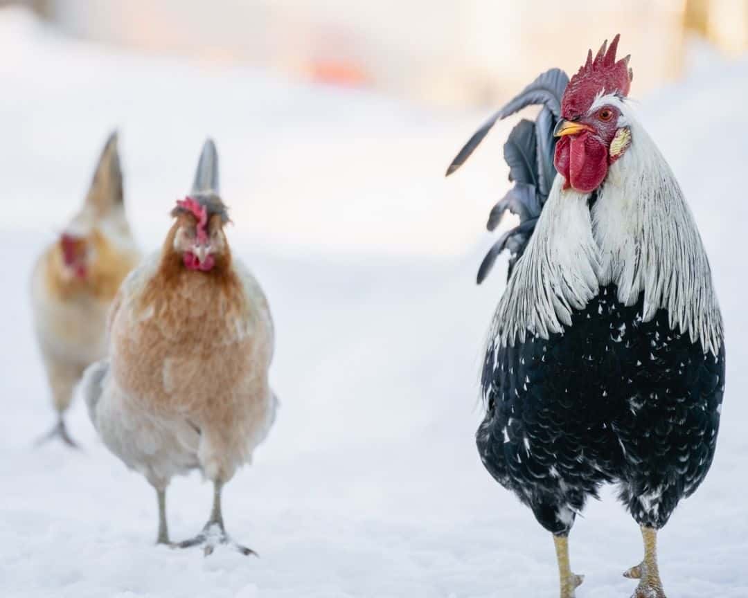 icelandic chicken