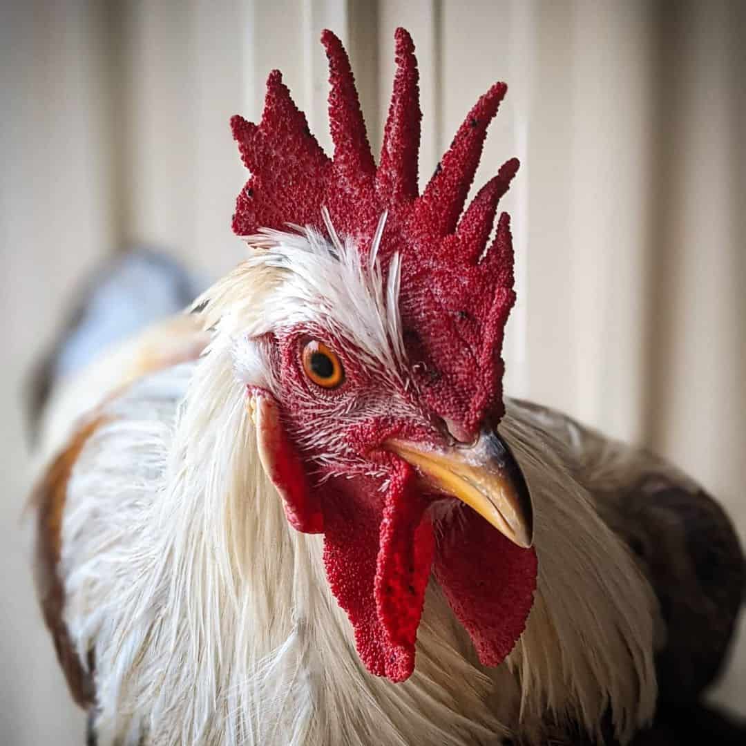 icelandic rooster