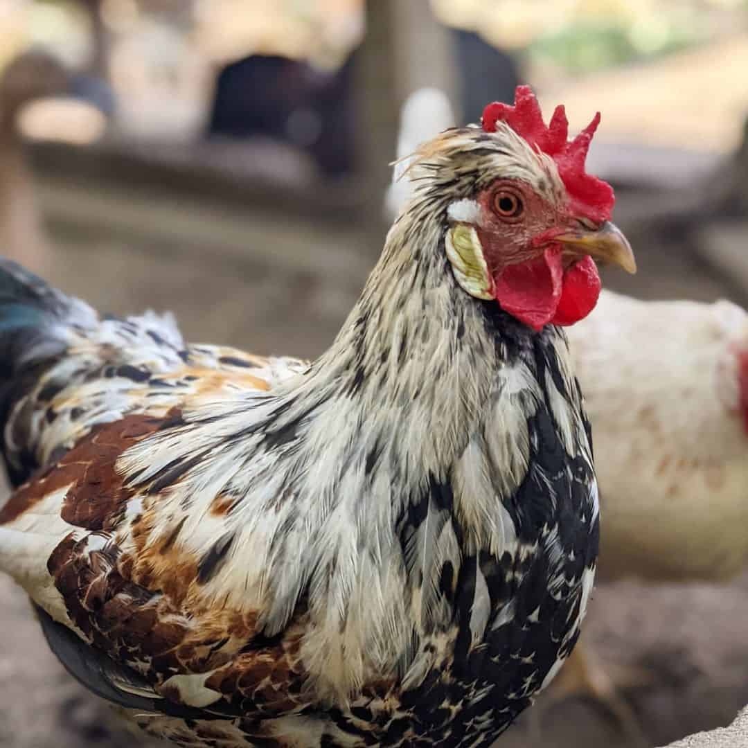 icelandic roosters