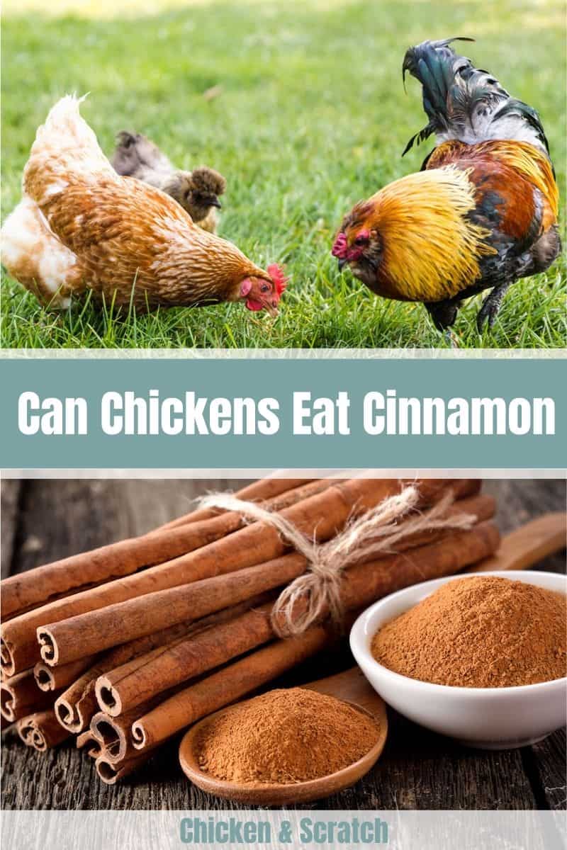 Can Chicken Eat Cinnamon