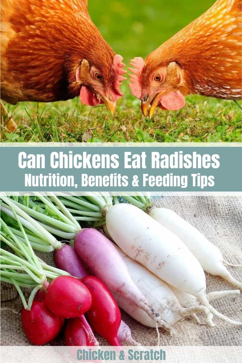 Can Chickens Eat Radishes (2)
