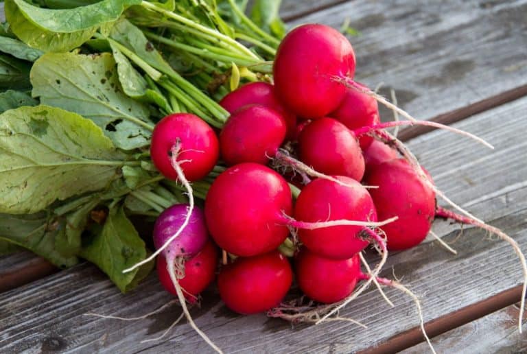 Can Chickens Eat Radishes? (Nutrition, Benefits & Feeding Tips)