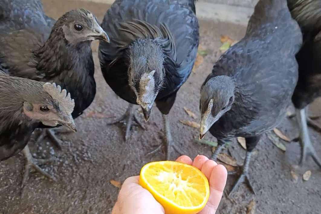 Can chickens eat citrus