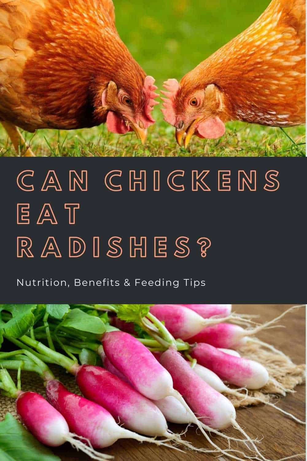 Chickens Eat Radishe