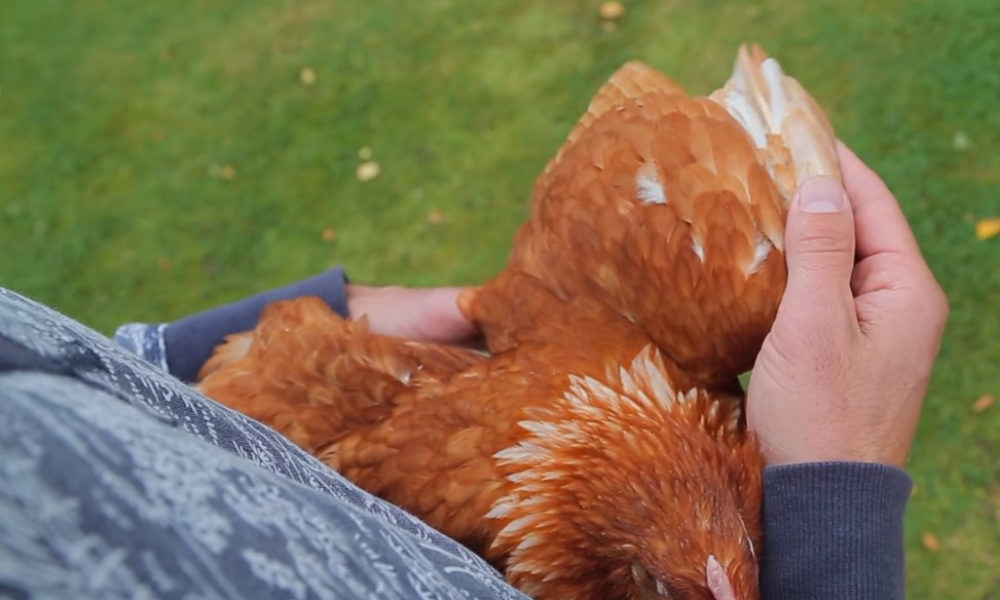 An Ultimate Guide to Raising Chickens in School