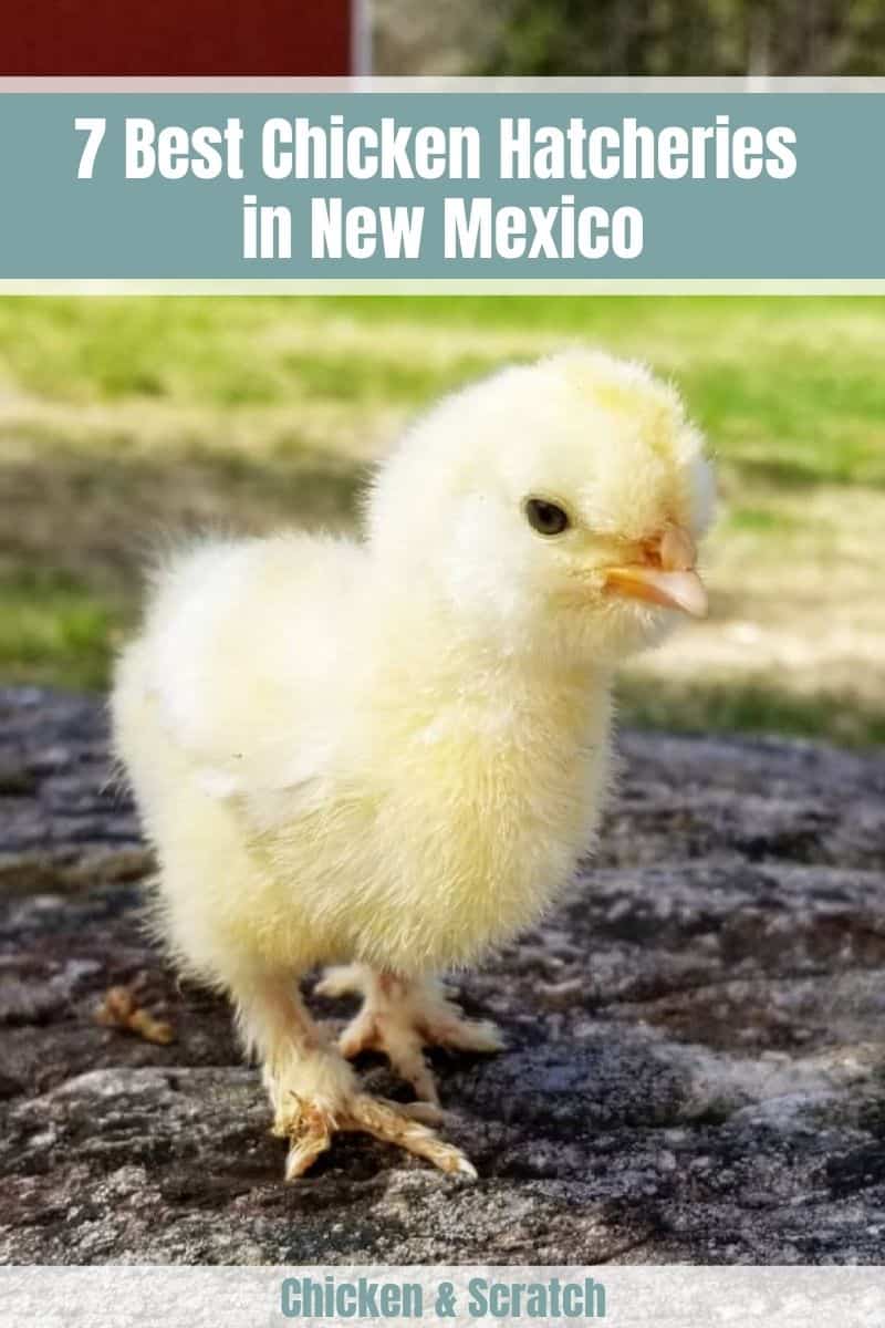 Best Chicken Hatcheries in New Mexico