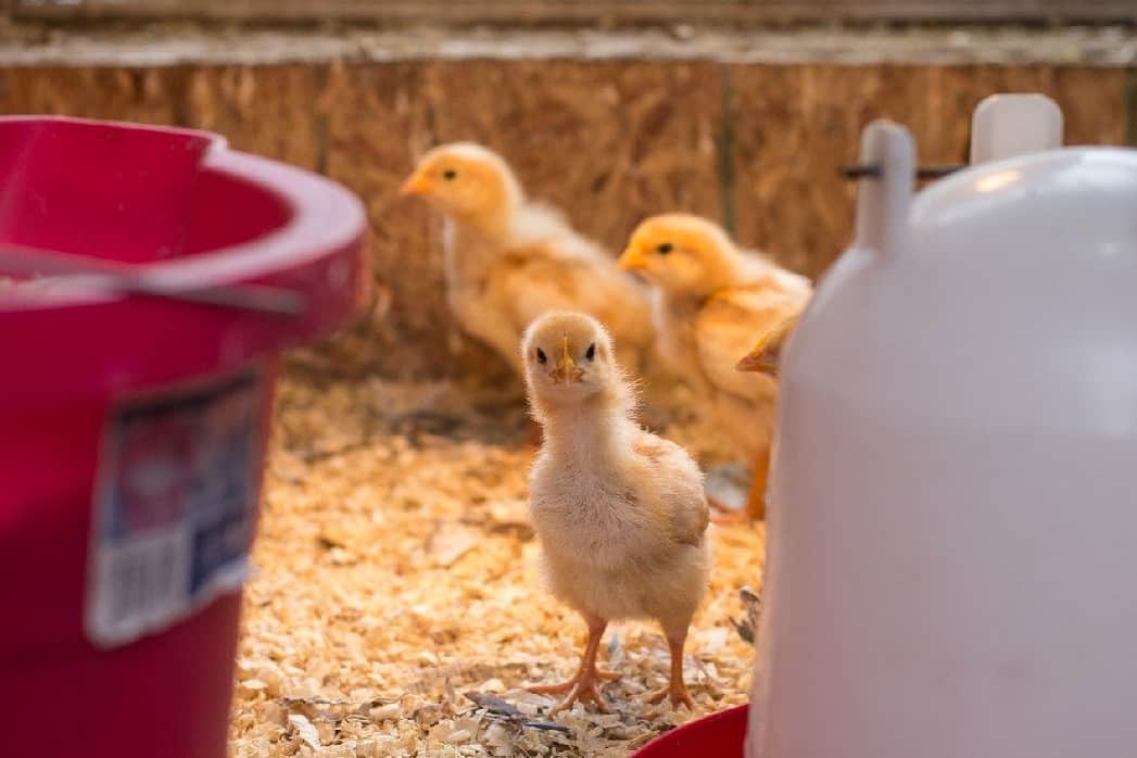 Buying Chickens in New Mexico