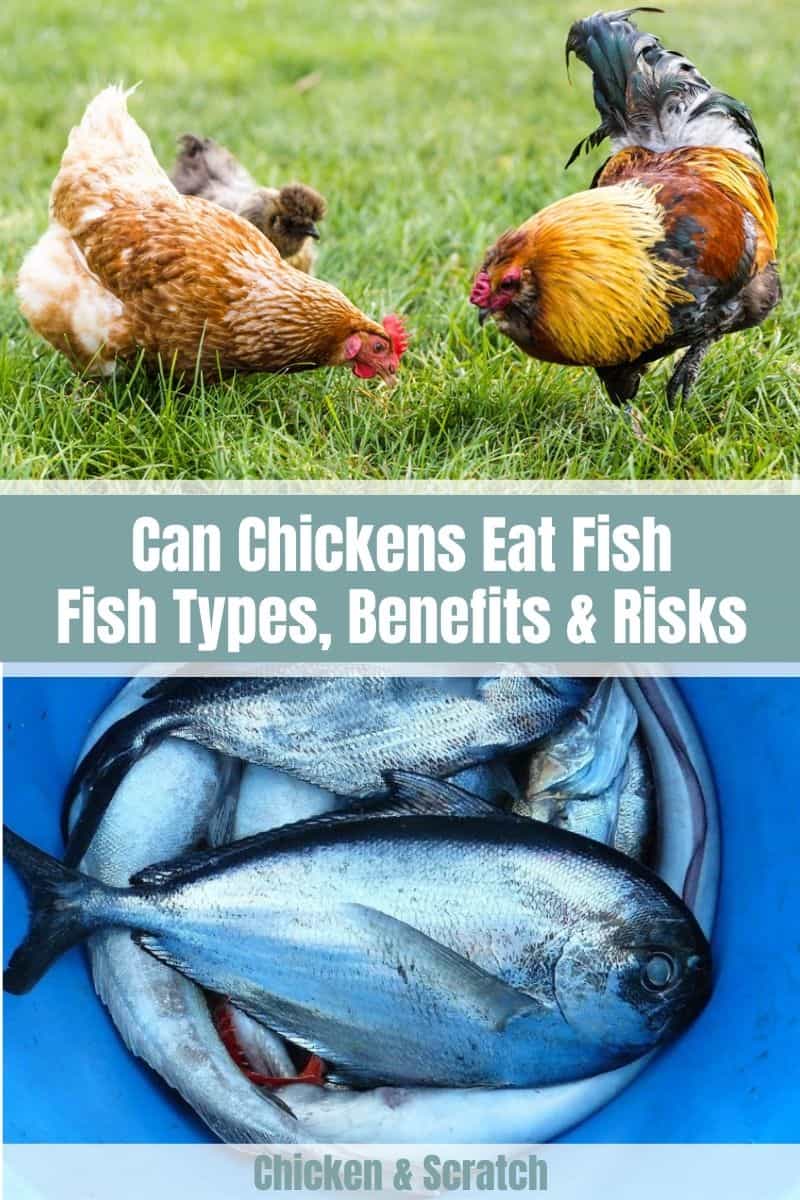 Can Chickens Eat Fish
