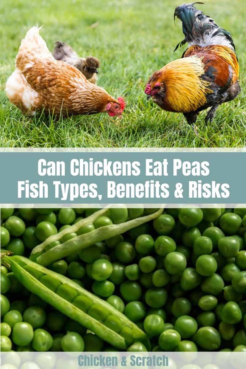 Can Chickens Eat Pea
