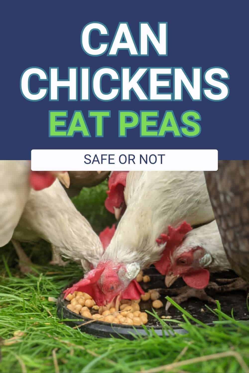 Can Chickens Eat Peas