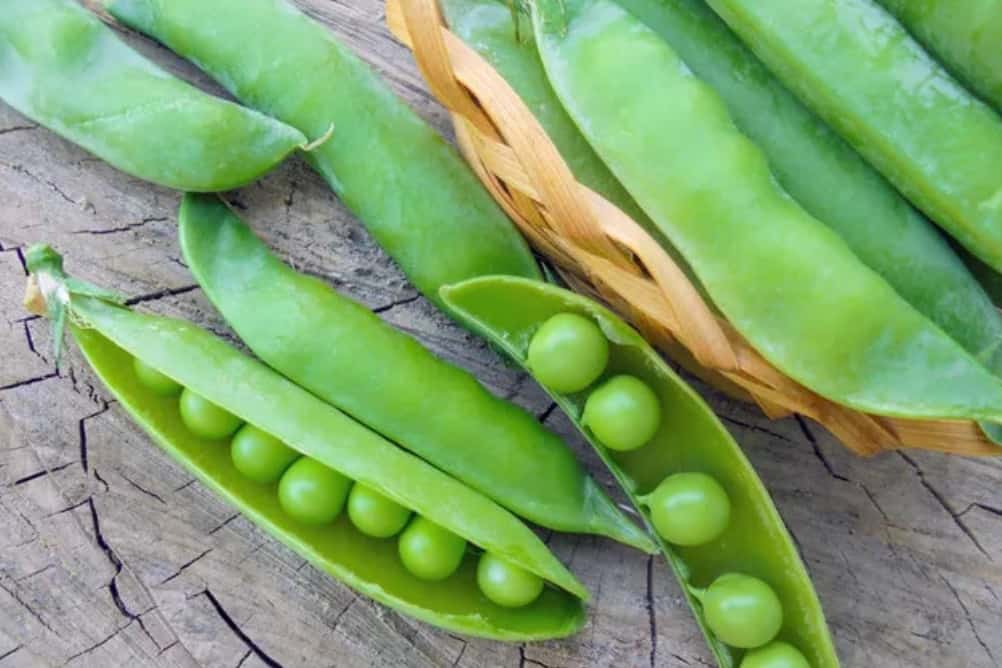 are english peas bad for dogs