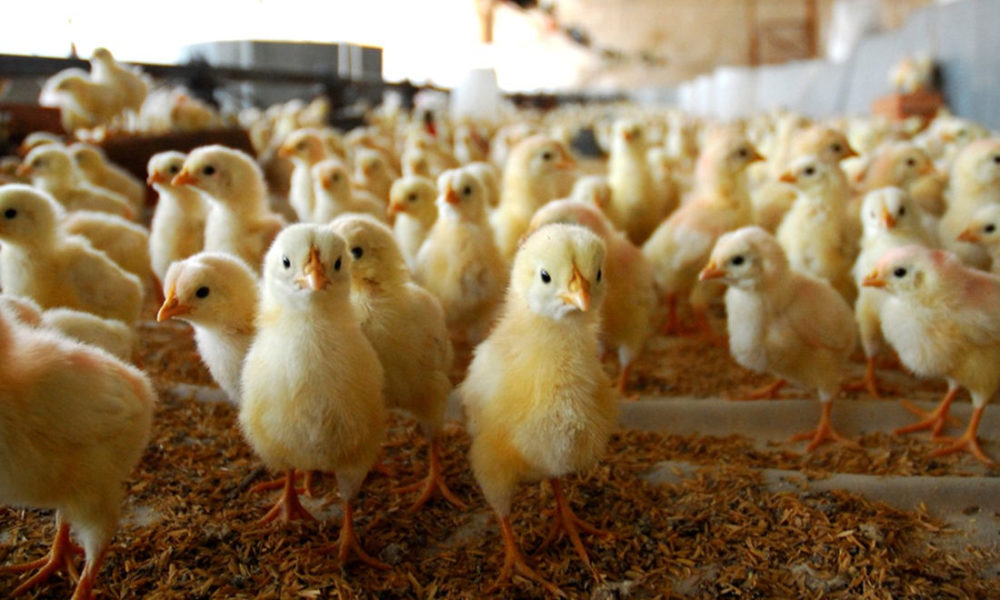 7 Best Chicken Hatcheries in New Mexico [2022 Updated]