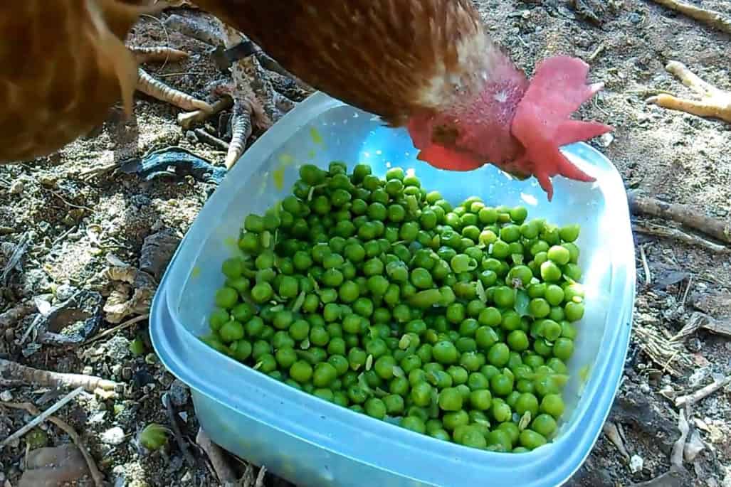 Do Chickens Love to Eat Peas