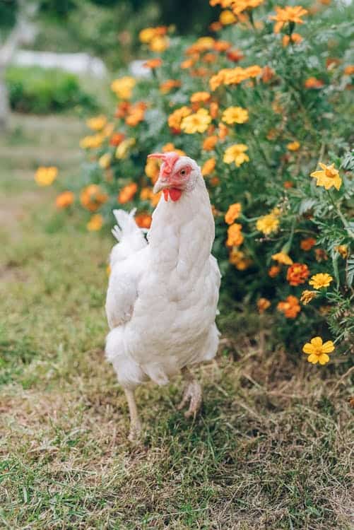 Study Chicken Farming