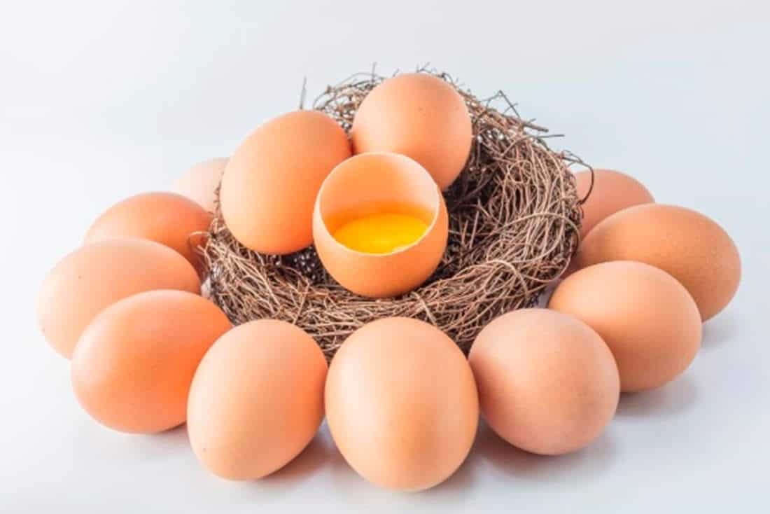 The Role of the External Structure of Chicken Eggs in Resisting Bacterial Penetration