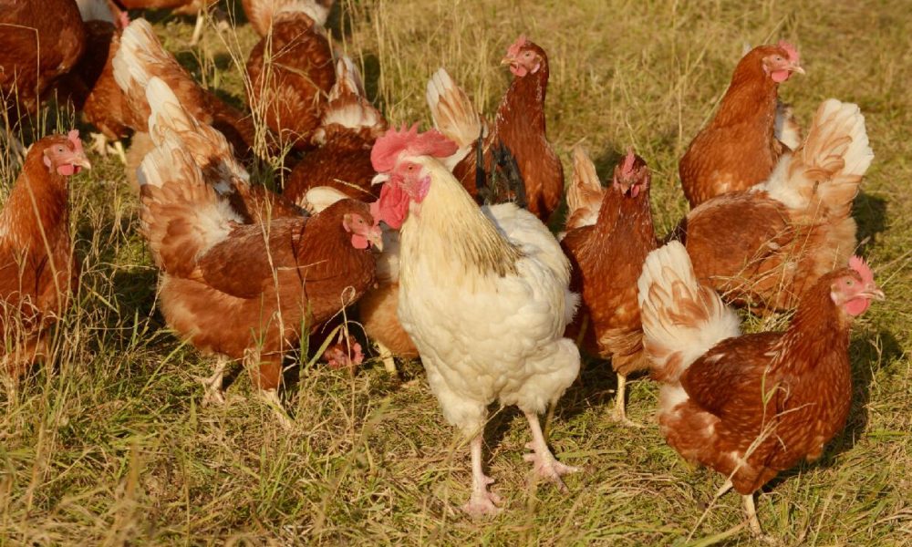 Where to Study Chicken Farming?