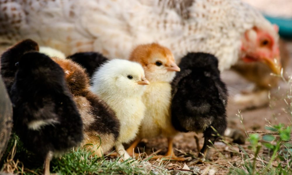 6 Best Chicken Hatcheries in Alabama [2024 Updated]