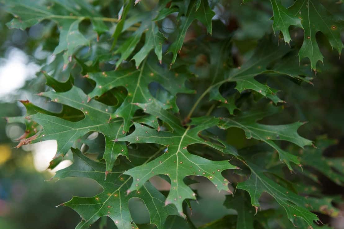 Are Oak Leaves Safe for Chickens