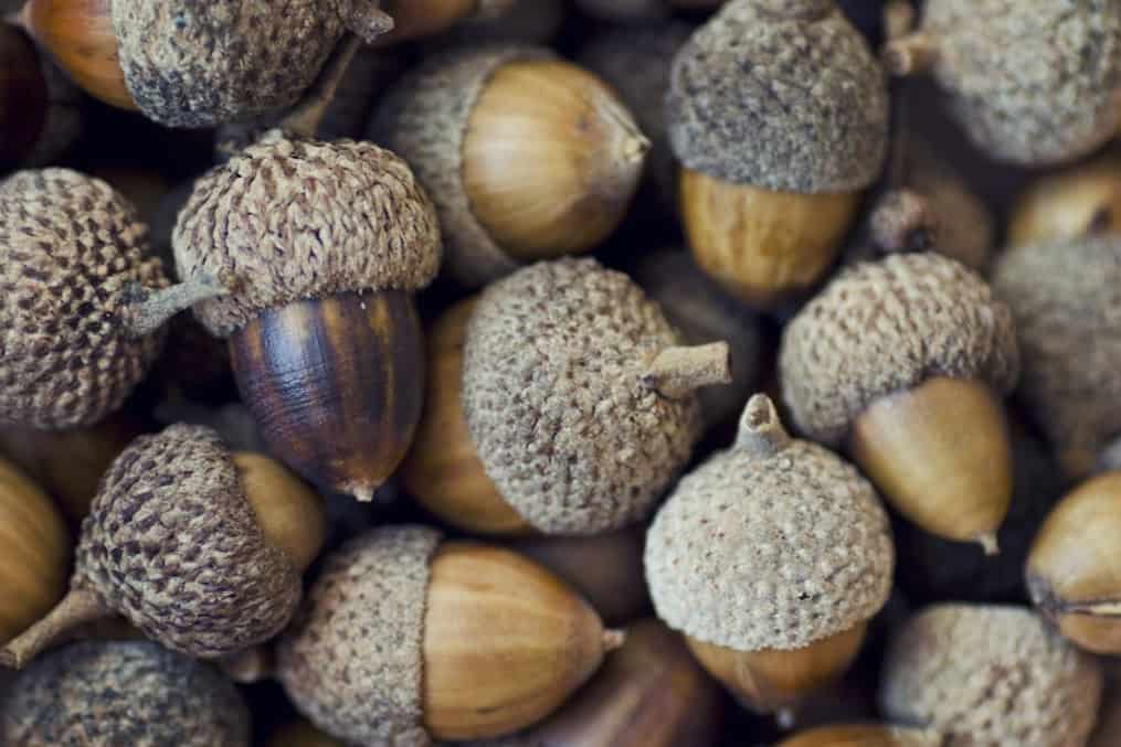 Benefits of Acorns to Chickens