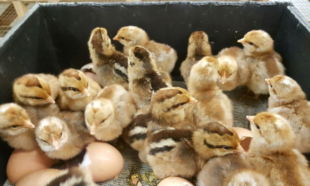 7 Best Chicken Hatcheries in Mississippi [2022 Updated]