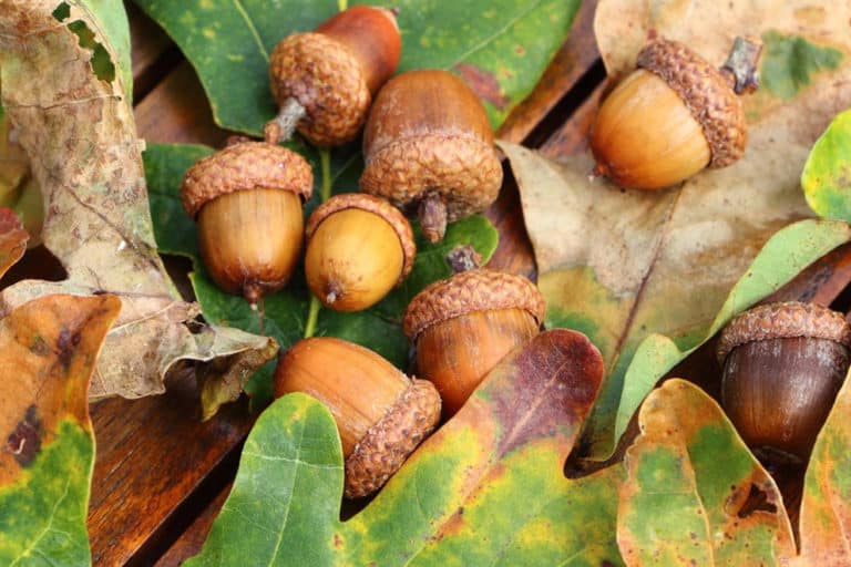 Can Chickens Eat Acorns? (Benefits, Risks & Feeding Tips)