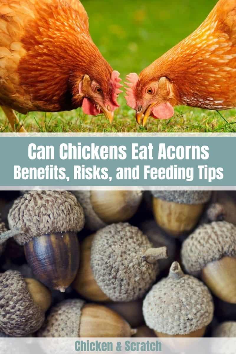 Chickens Eat Acorns