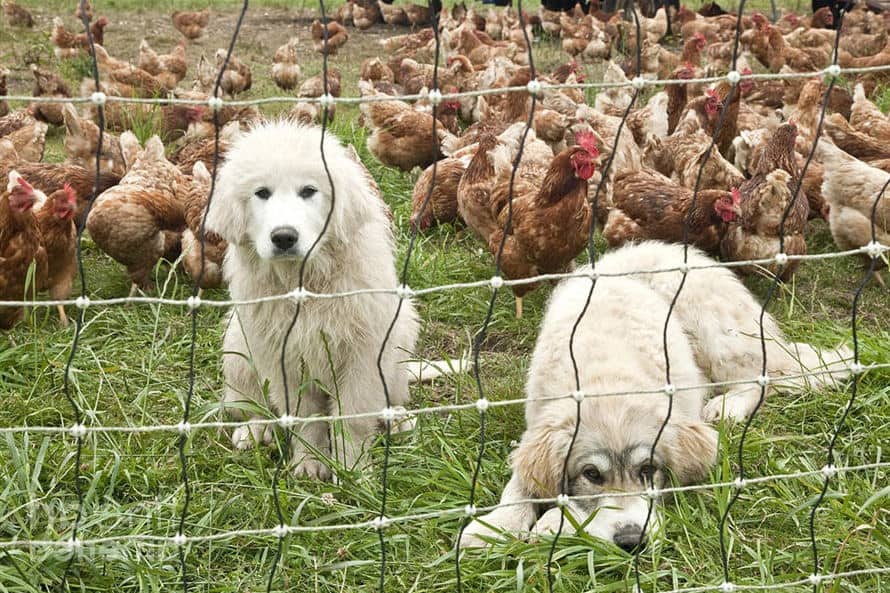 Dogs & chickens