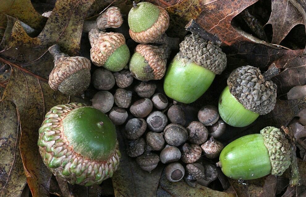 Types of Acorns Best for Chickens