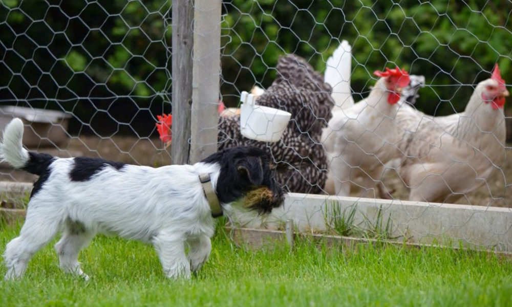 Dogs & chickens: Ways Dogs Can Protect Your Flock