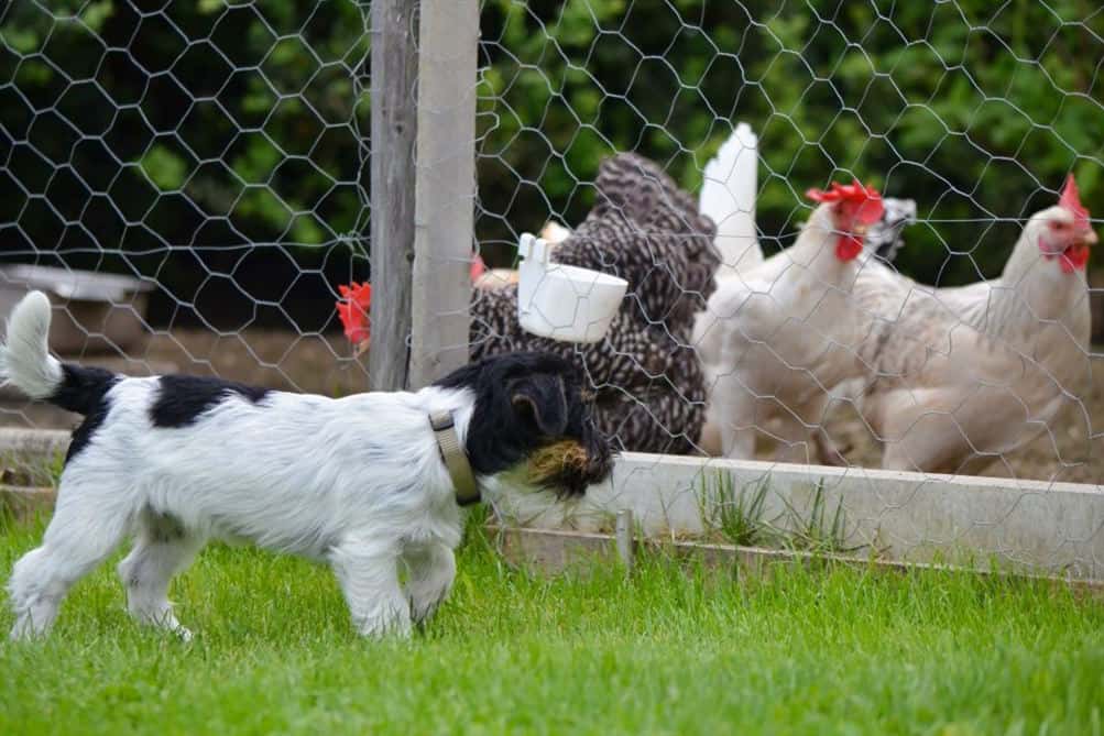 Ways dogs can protect your flock