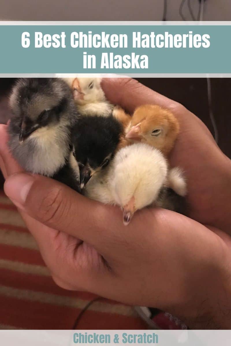 Best Chicken Hatchery in Alaska