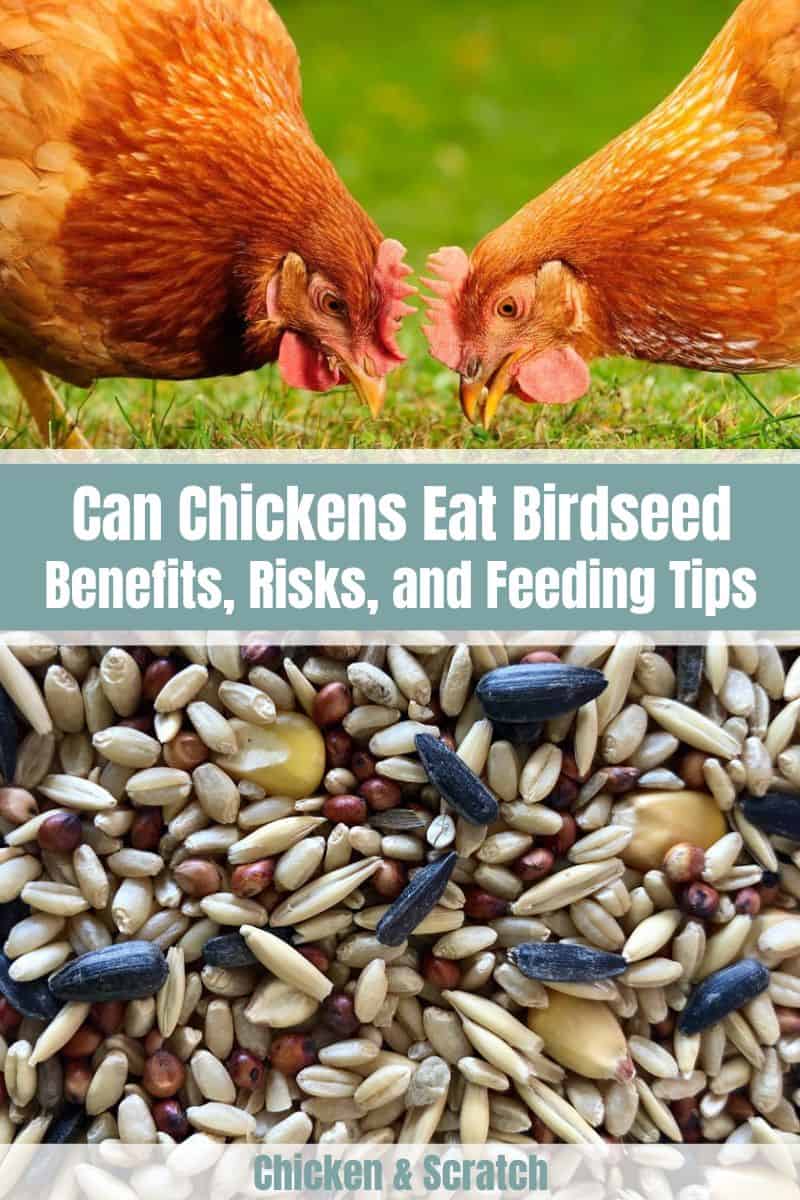 Can Chicken Eat Birdseed