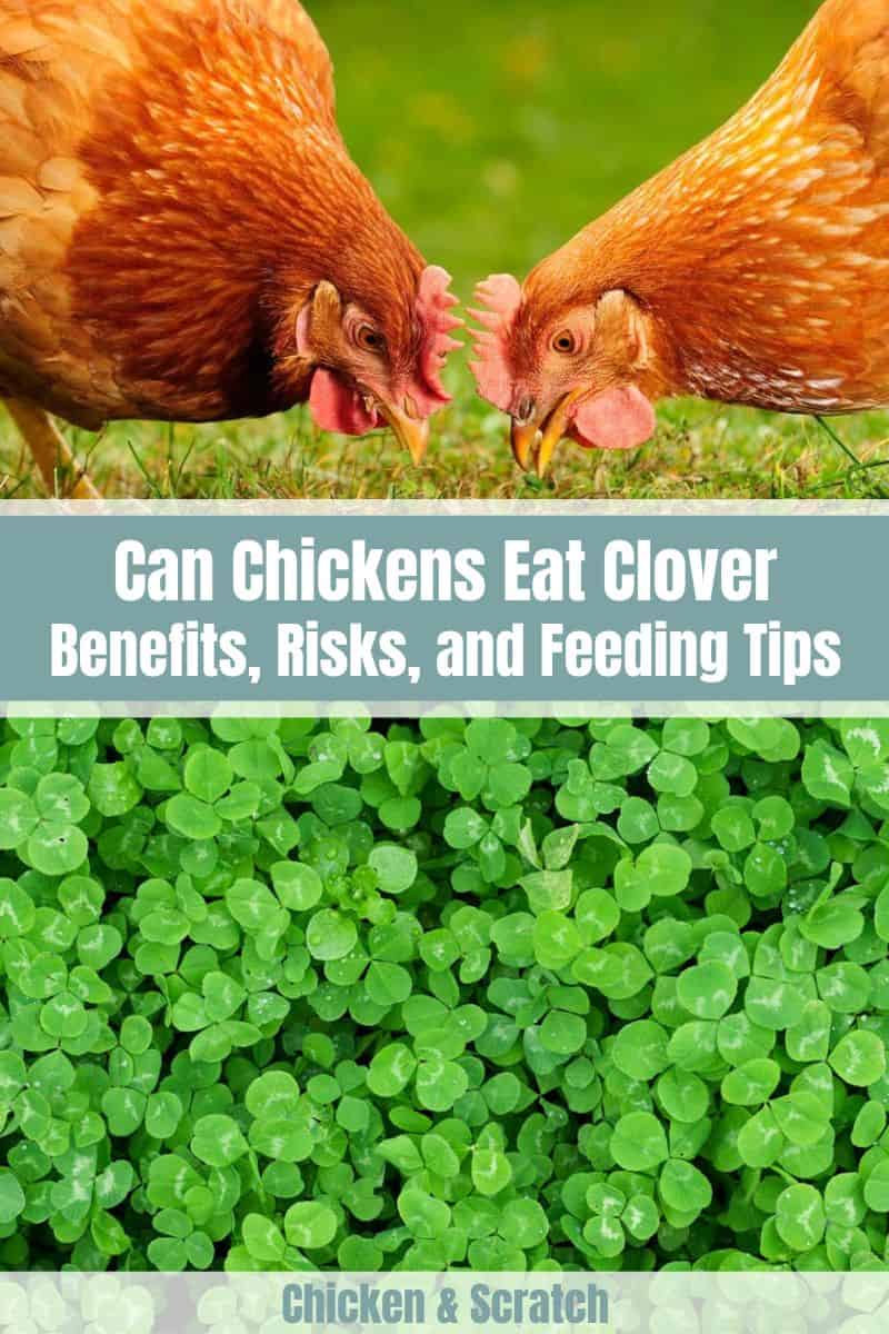 Can Chicken Eat Clover