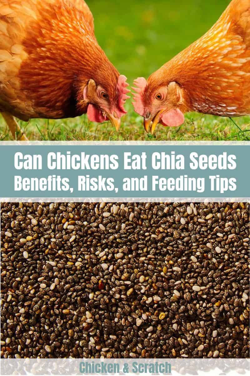 Can Chickens Eat Chia Seeds? (Benefits, Risks, and Feeding Tips)