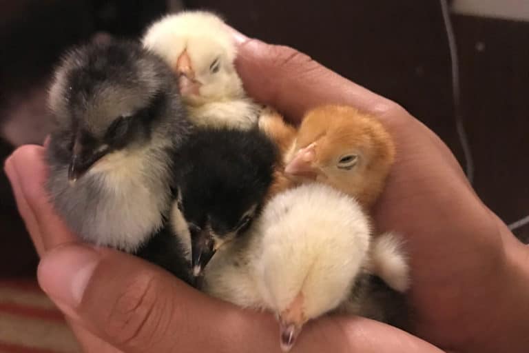 6 Best Chicken Hatcheries in Alaska [2024 Updated]