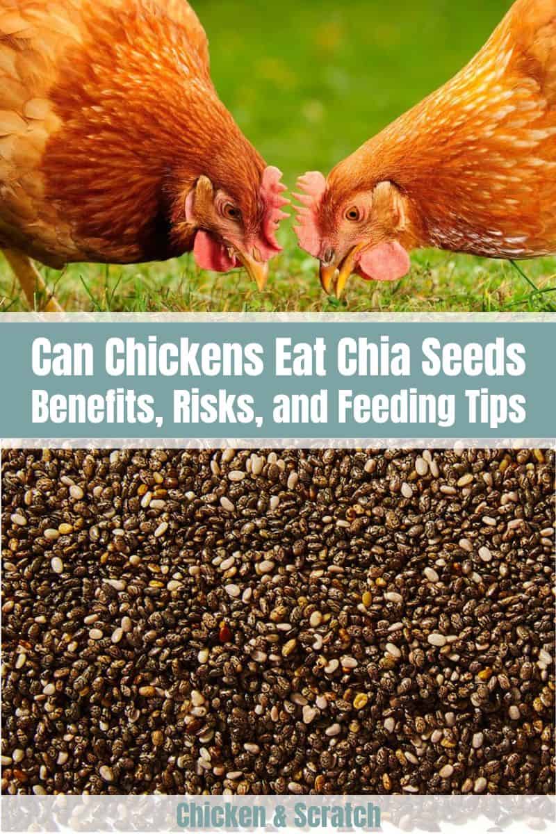 Chickens Eat Chia Seeds