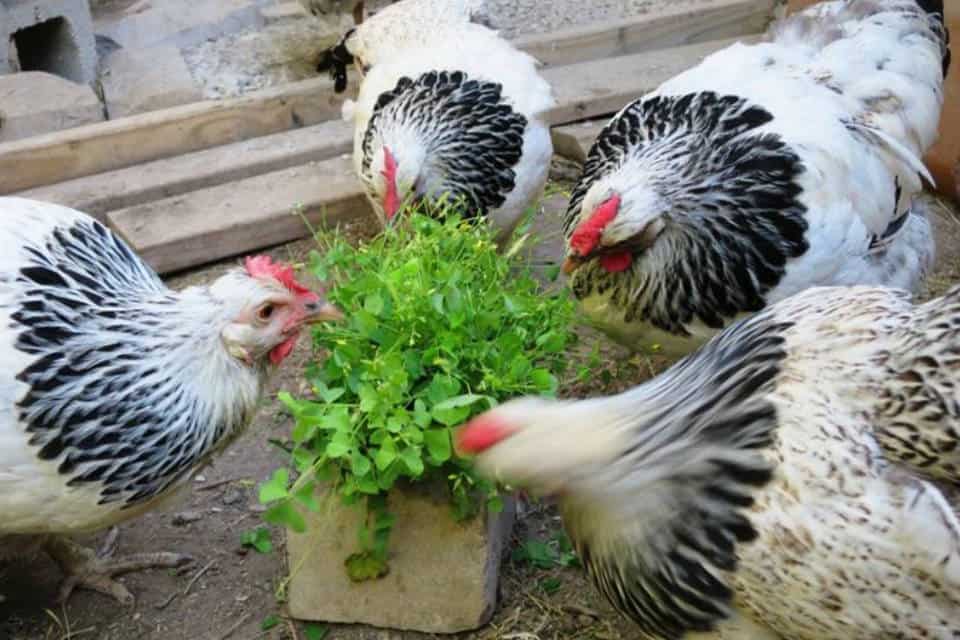 Chickens Eat Clover