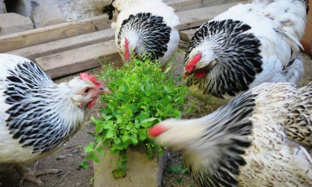 Can Chickens Eat Clover? (Benefits, Risks, and Feeding Tips)