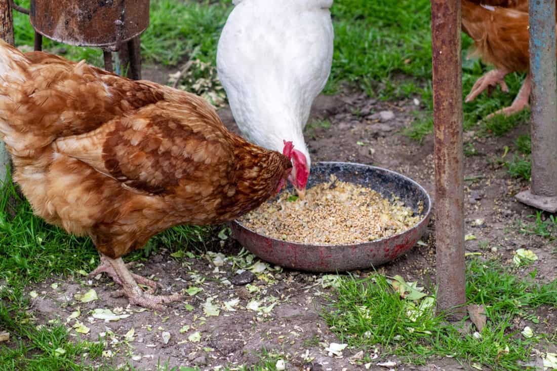 Feed Chickens With Chia Seeds