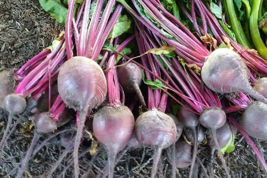 Beets and Nutrition