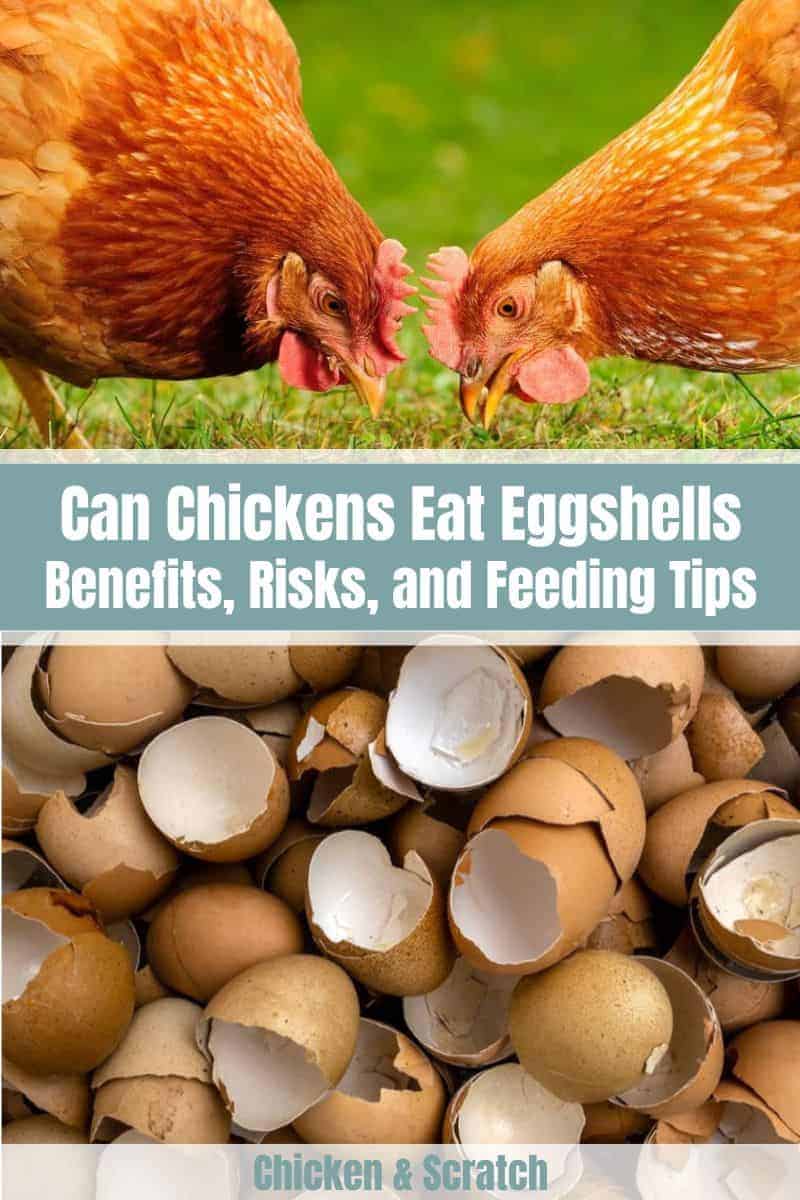 Can Chickens Eat Eggshell