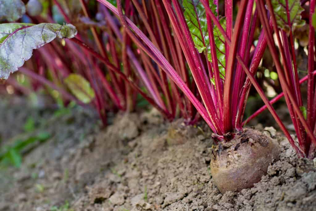 Can chickens eat beet leaves, stems, and roots